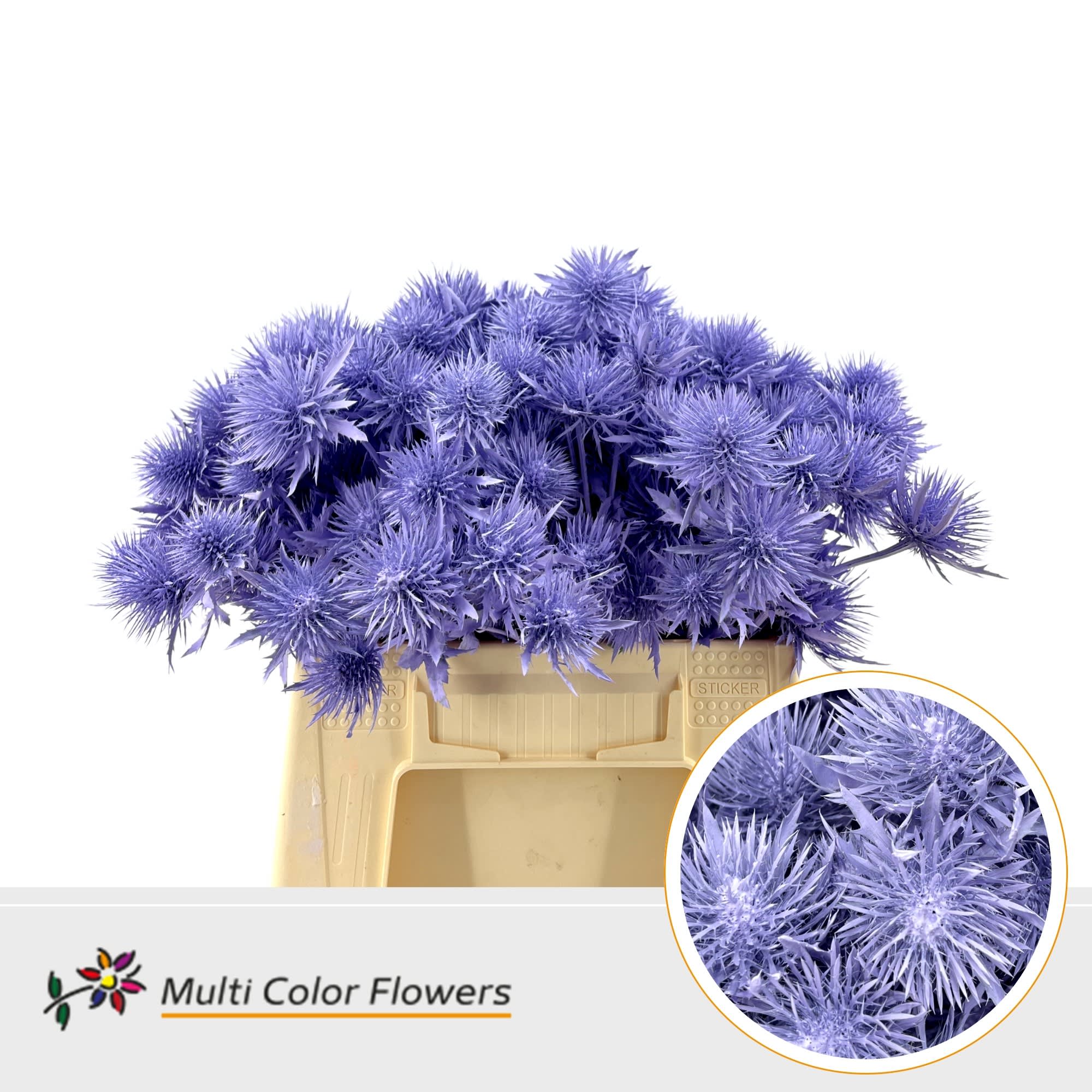 Срезанные цветы оптом Eryngium paint milka от 60шт из Голландии с доставкой по России
