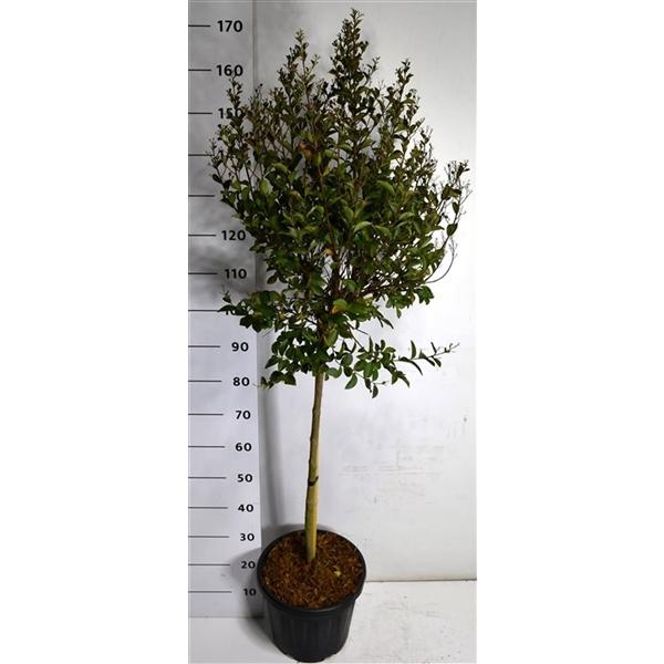 Горшечные цветы и растения оптом Lagerstroemia I. Double Feature On Stem от 1шт из Голландии с доставкой по России