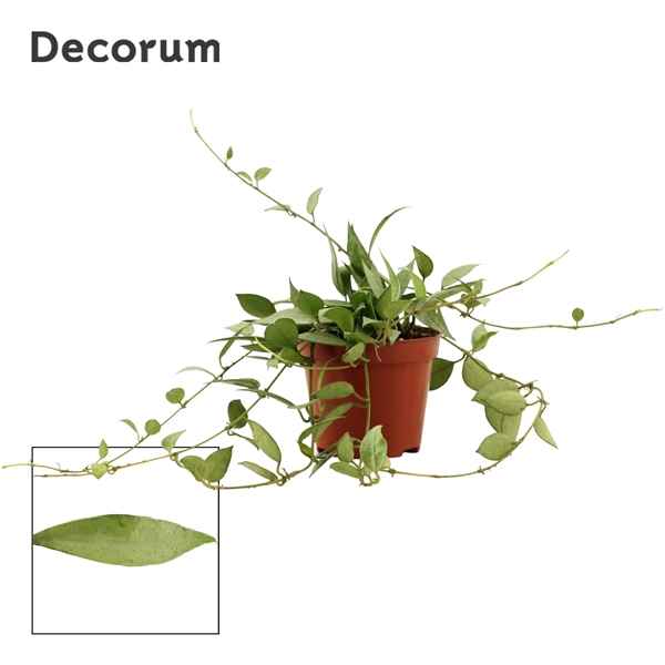 Горшечные цветы и растения оптом Hoya Lacunosa Mint (decorum) от 18шт из Голландии с доставкой по России