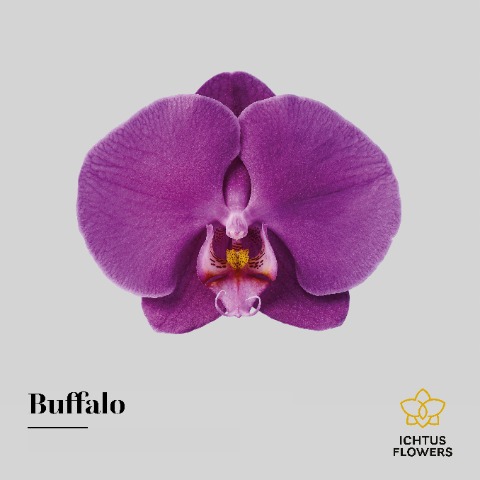 Срезанные цветы оптом Phalaenopsis buffalo (per flower) от 45шт из Голландии с доставкой по России