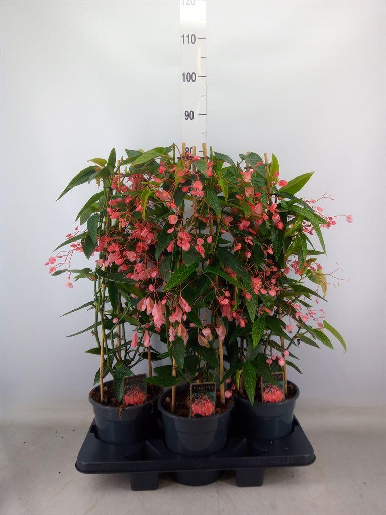 Горшечные цветы и растения оптом Begonia   ... от 3шт (для телеги) из Голландии с доставкой по России