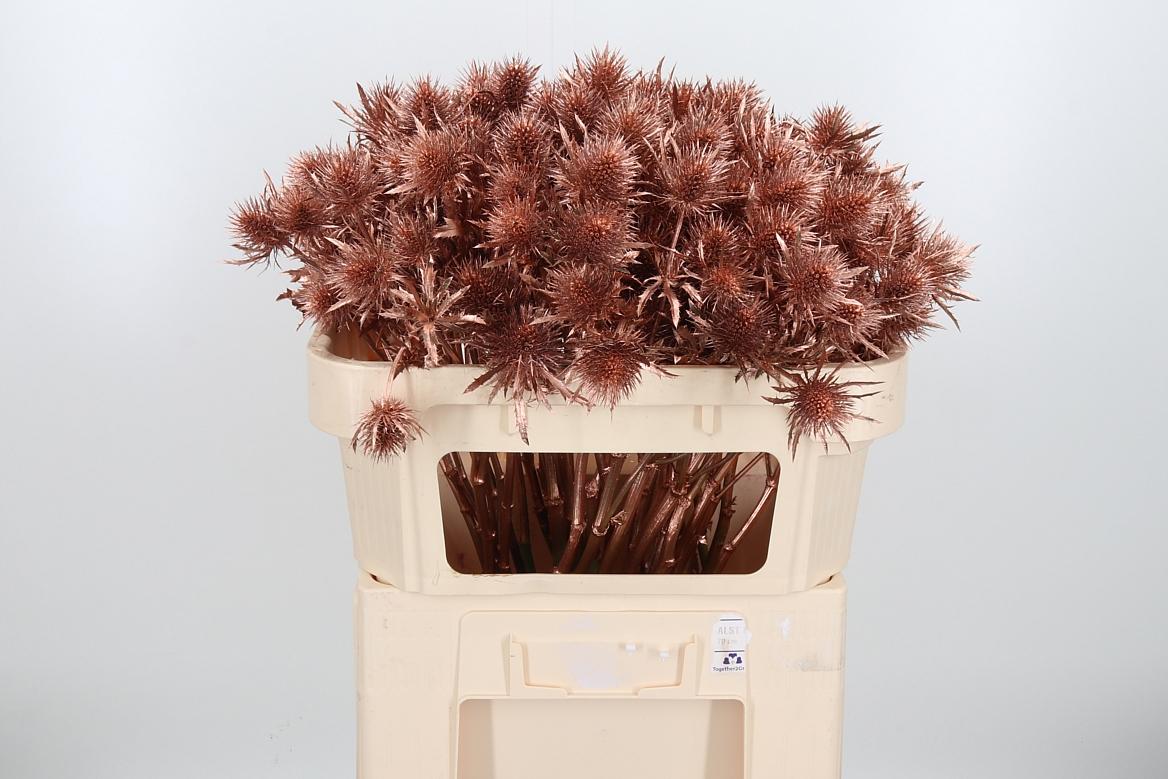 Срезанные цветы оптом Eryngium supernova paint copper от 40шт из Голландии с доставкой по России