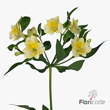 Срезанные цветы оптом Alstroemeria gigi cream от 60шт из Голландии с доставкой по России