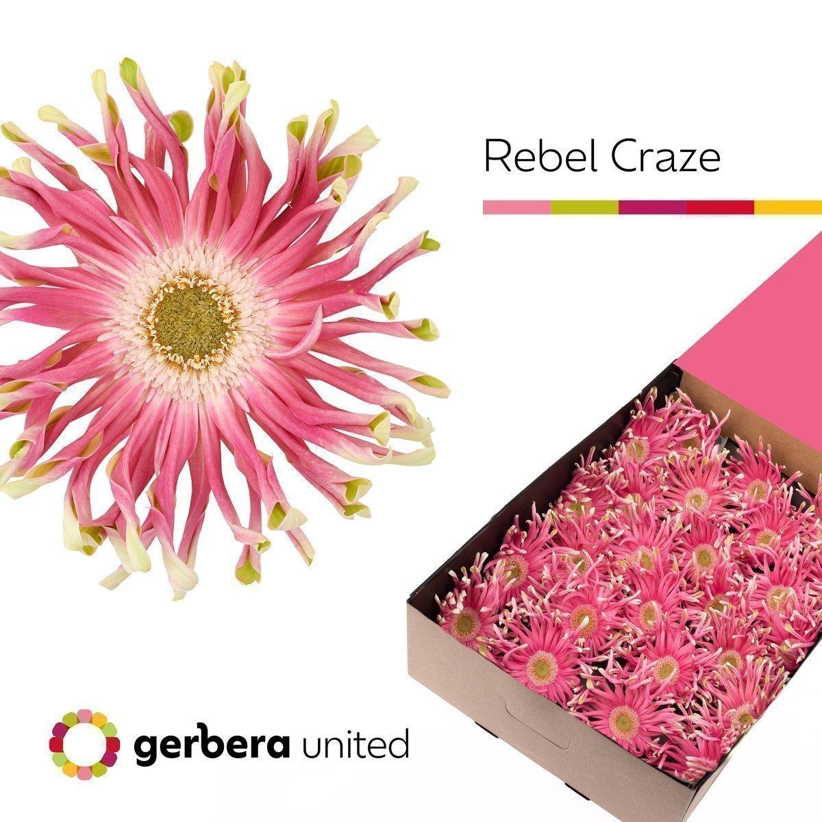 Срезанные цветы оптом Gerbera rebel craze от 25шт из Голландии с доставкой по России