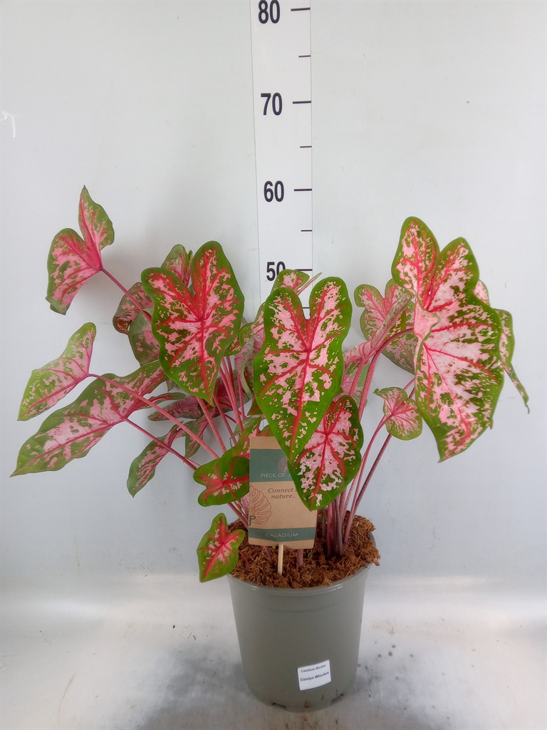 Горшечные цветы и растения оптом Caladium   ... от 1шт из Голландии с доставкой по России