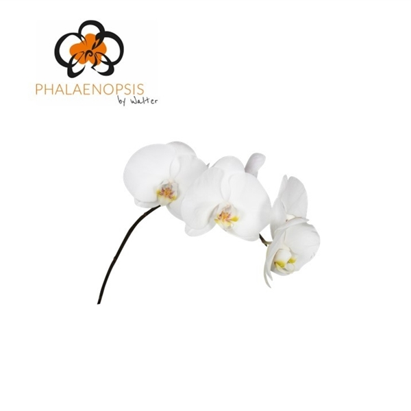 Срезанные цветы оптом Phalaenopsis sensation white (per stem) от 15шт из Голландии с доставкой по России