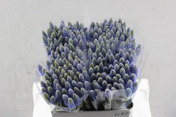 Срезанные цветы оптом Muscari blue от 200шт из Голландии с доставкой по России