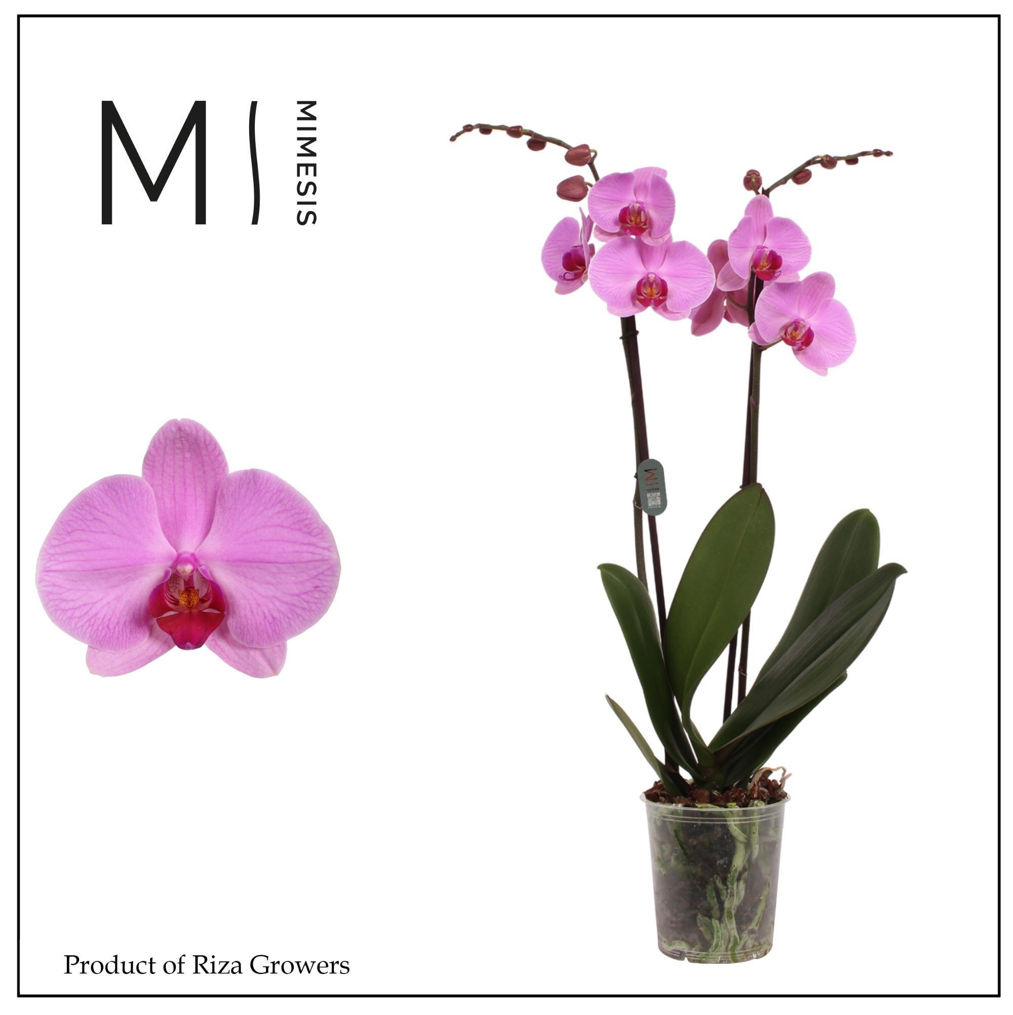 Горшечные цветы и растения оптом Phal 2st Orlando 16+ ()orchid Growers) от 10шт из Голландии с доставкой по России