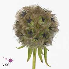 Срезанные цветы оптом Scabiosa stellata seed pod от 90шт. из Голландии с доставкой по России