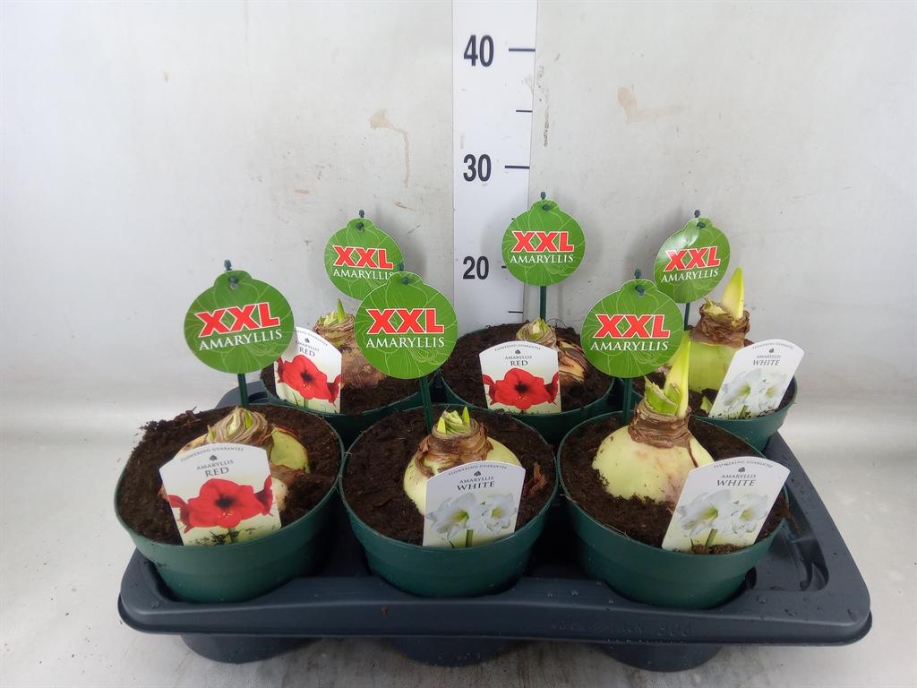 Горшечные цветы и растения оптом Hippeastrum   ...mix 4 от 6шт из Голландии с доставкой по России