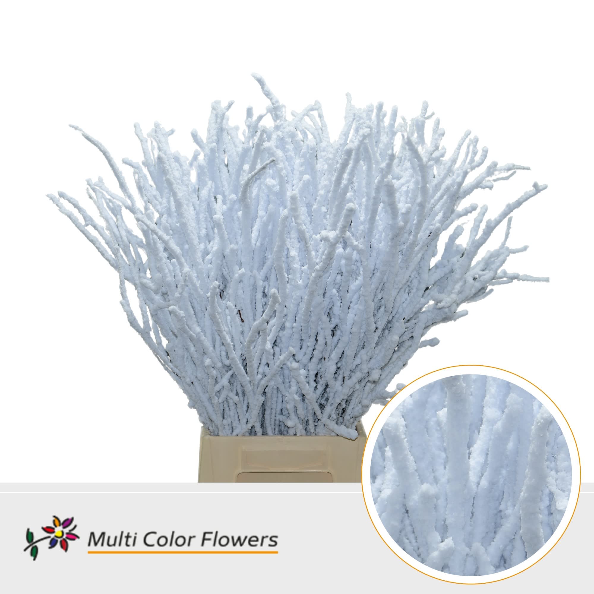 Срезанные цветы оптом Betula paint flake white от 100шт из Голландии с доставкой по России