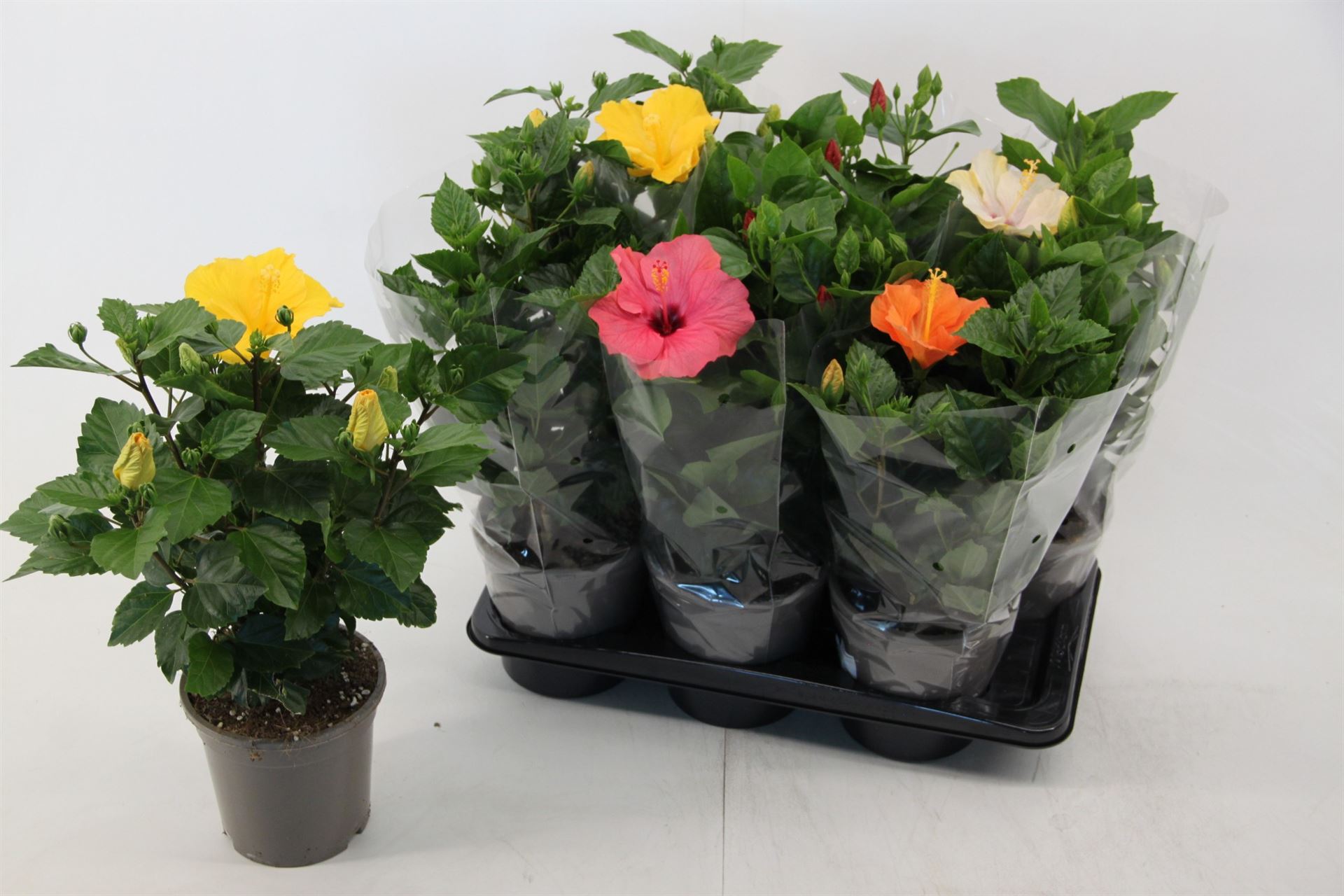 Горшечные цветы и растения оптом Hibiscus Mix 6+ от 6шт из Голландии с доставкой по России