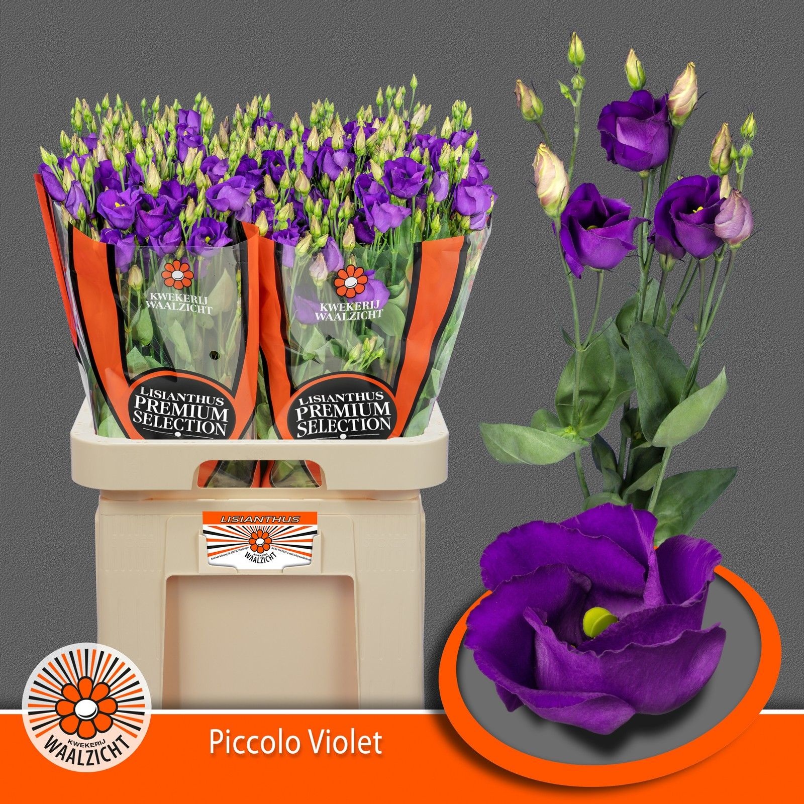 Срезанные цветы оптом Lisianthus si piccolo violet от 40шт из Голландии с доставкой по России