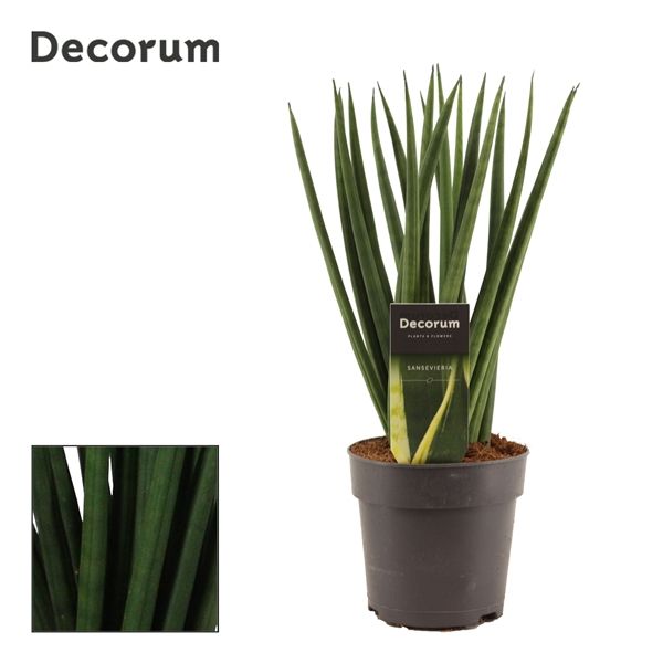 Горшечные цветы и растения оптом Sansevieria Cylindrica Spaghetti (decorum) от 10шт из Голландии с доставкой по России