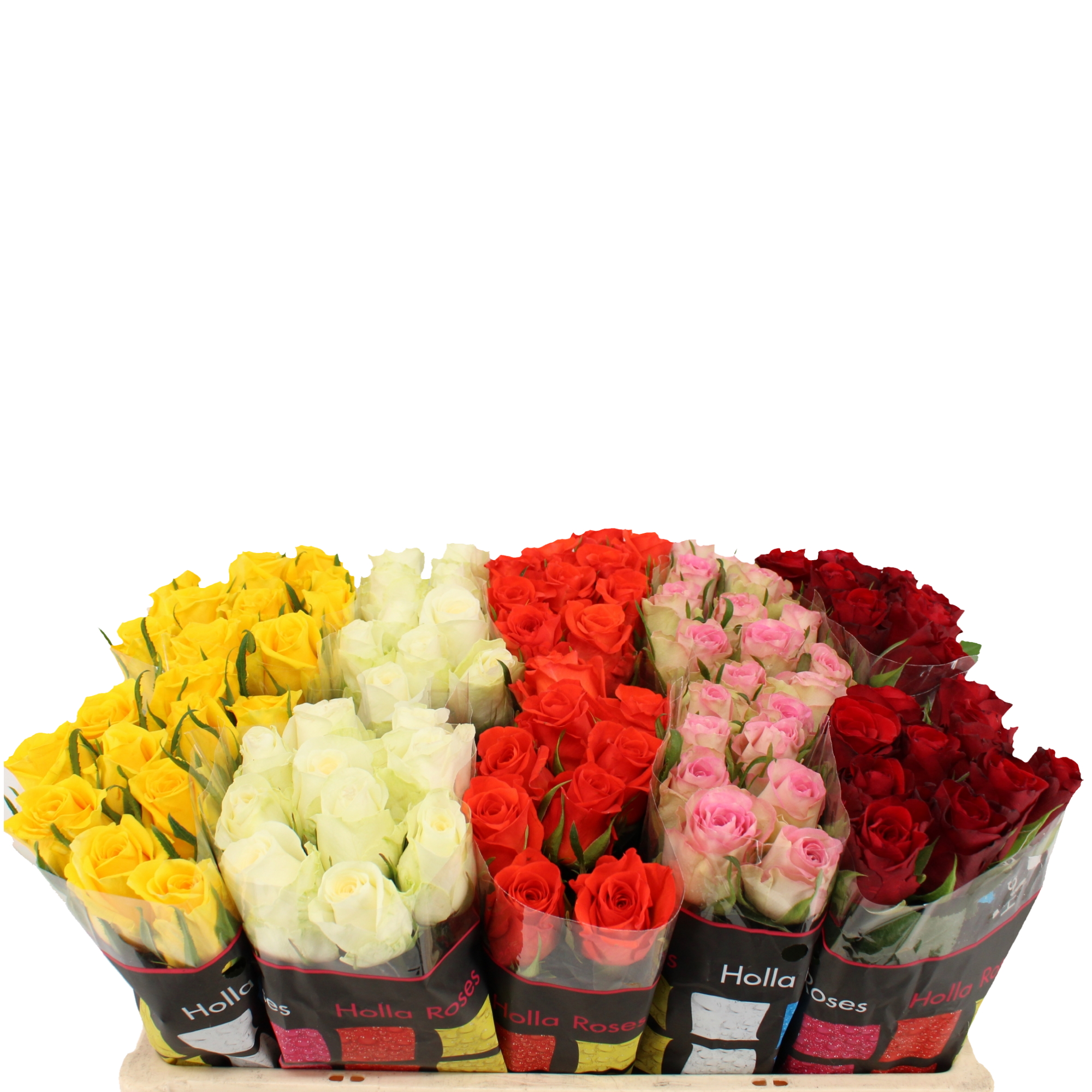 Срезанные цветы оптом Rosa large mix holla от 100шт из Голландии с доставкой по России