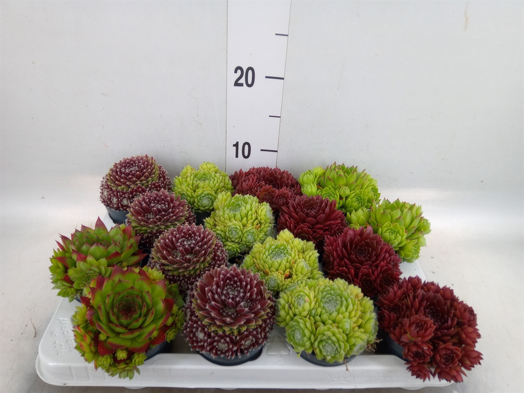 Горшечные цветы и растения оптом Sempervivum   ... от 16шт (для телеги) из Голландии с доставкой по России