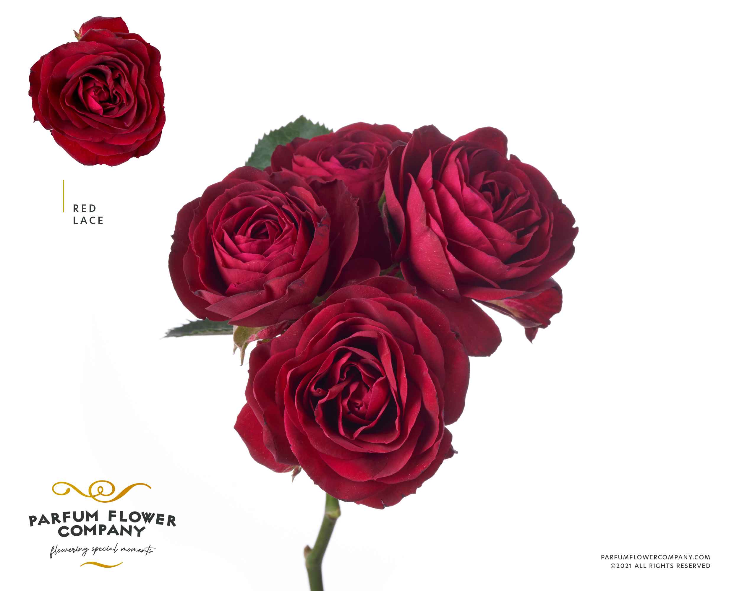 Срезанные цветы оптом Rosa sp lace red от 12шт из Голландии с доставкой по России