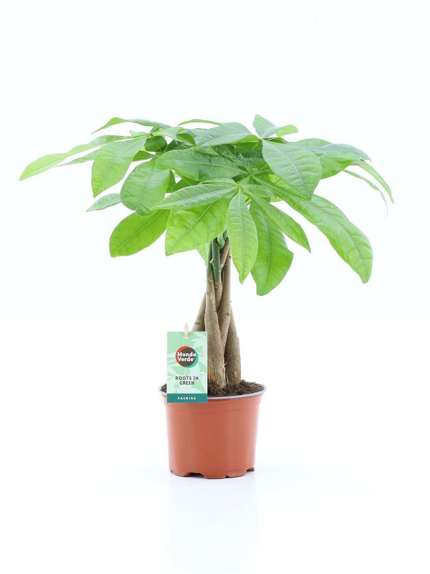 Горшечные цветы и растения оптом Pachira Aquatica Gevlochten Stam от 10шт из Голландии с доставкой по России