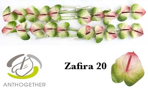 Срезанные цветы оптом Anthurium zafira от 20шт из Голландии с доставкой по России