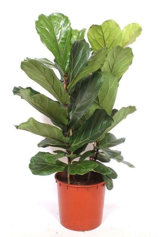 Горшечные цветы и растения оптом Ficus Lyrata 3pp A от 1шт из Голландии с доставкой по России