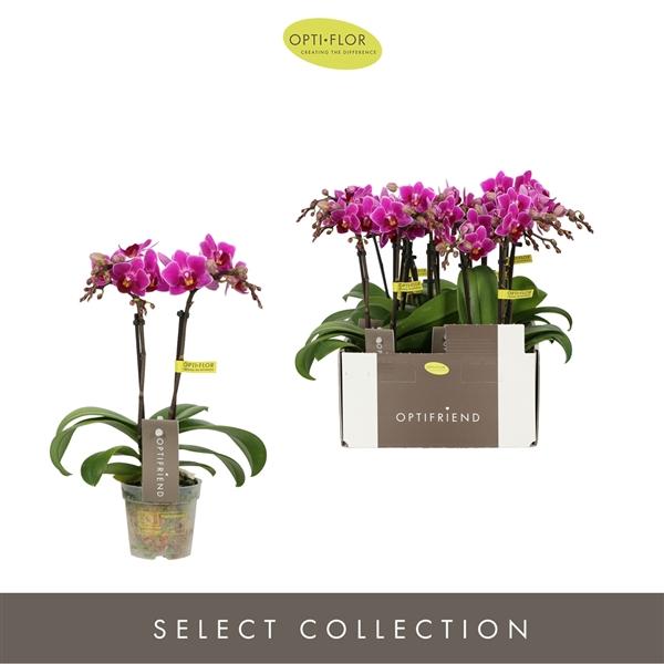 Горшечные цветы и растения оптом Phal 2st Fay (opti) от 8шт (для телеги) из Голландии с доставкой по России