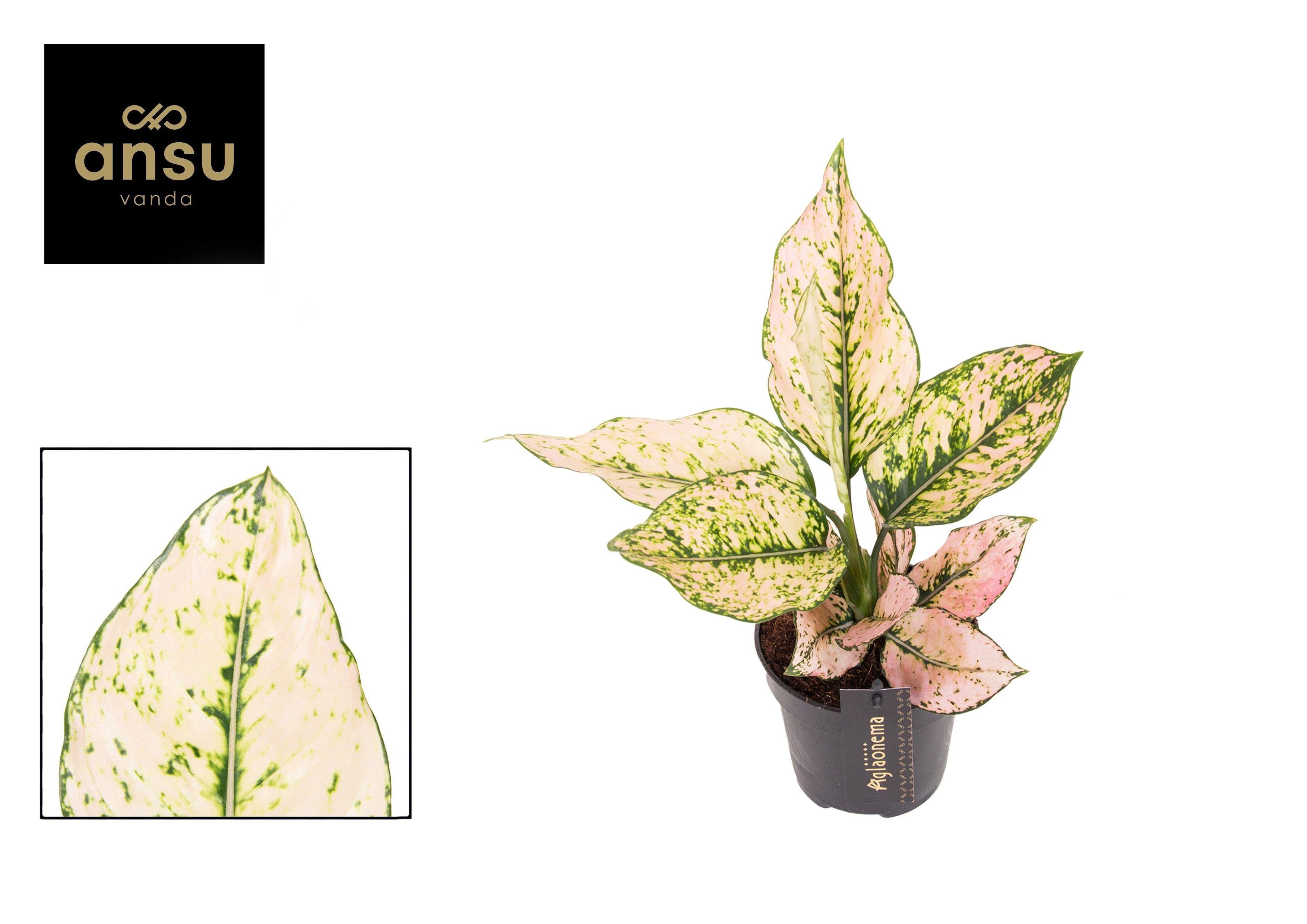 Горшечные цветы и растения оптом Aglaonema Rosy от 6шт из Голландии с доставкой по России