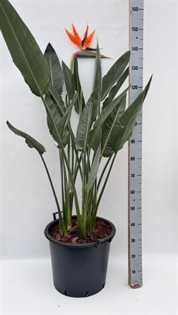 Горшечные цветы и растения оптом Strelitzia Reginae 1+ от 1шт из Голландии с доставкой по России