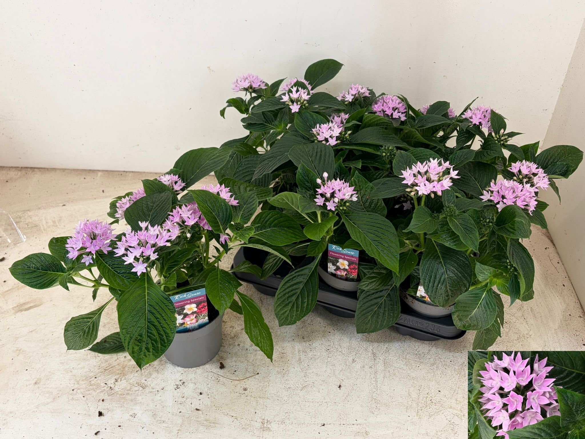 Горшечные цветы и растения оптом Pent Starcluster Lav от 6шт из Голландии с доставкой по России