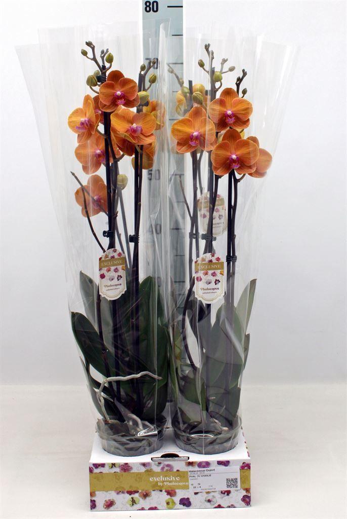 Горшечные цветы и растения оптом Phalaenopsis   ...orange от 4шт из Голландии с доставкой по России