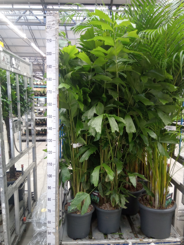 Горшечные цветы и растения оптом Caryota Mitis от 1шт из Голландии с доставкой по России