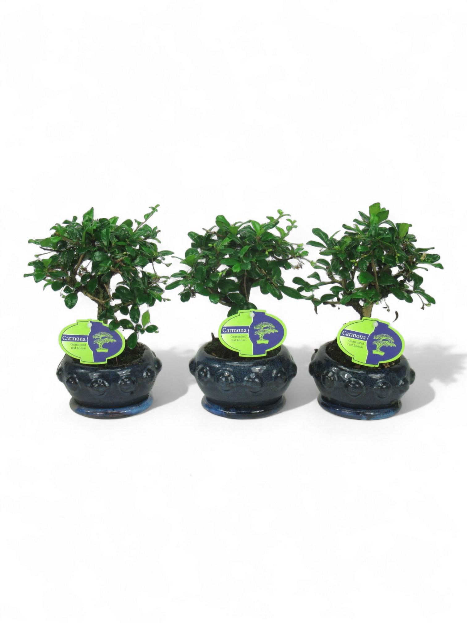 Горшечные цветы и растения оптом Bonsai Carmona Macrophylla, 13cm Broom., With Drip от 10шт из Голландии с доставкой по России