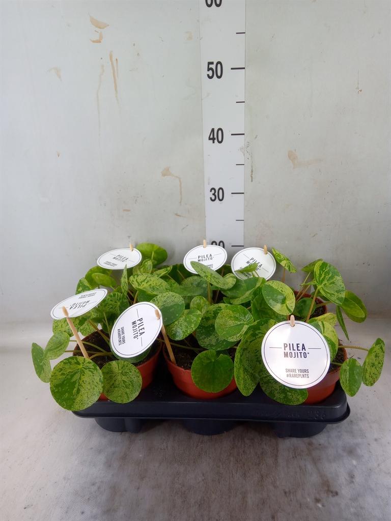 Горшечные цветы и растения оптом Pilea Peperomioides от 6шт из Голландии с доставкой по России