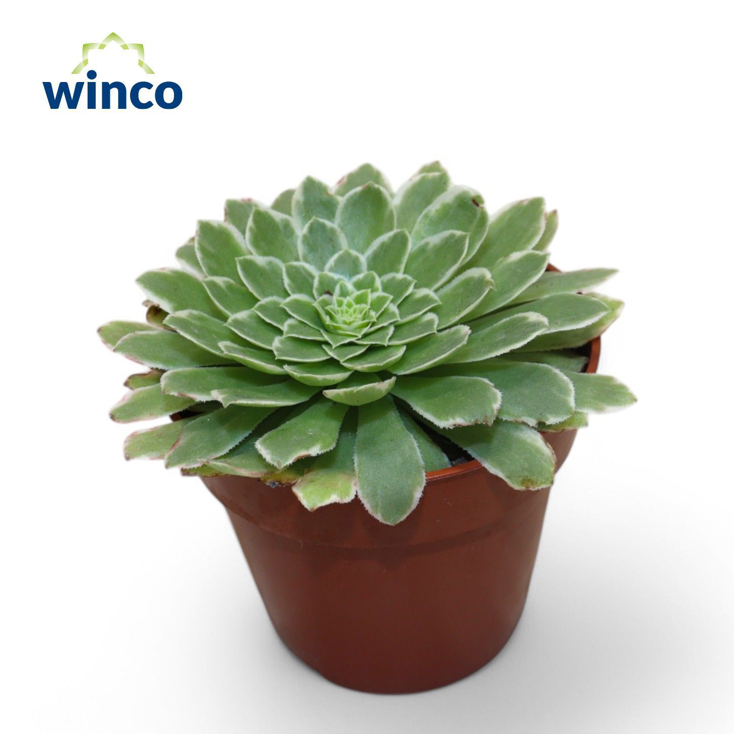 Горшечные цветы и растения оптом Aeonium Tabiliformis Variegata от 18шт (для телеги) из Голландии с доставкой по России