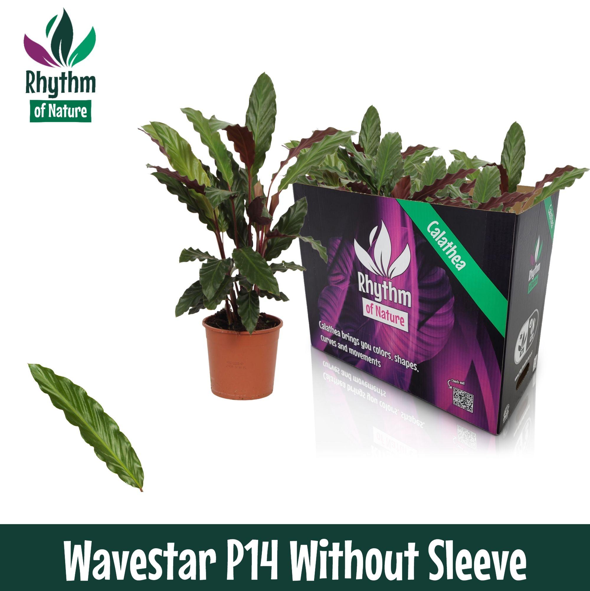 Горшечные цветы и растения оптом Calathea Wavestar Rhythm Of Nature No Sleeve от 8шт из Голландии с доставкой по России