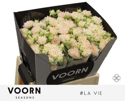 Срезанные цветы оптом Rosa spray #la vie от 30шт из Голландии с доставкой по России