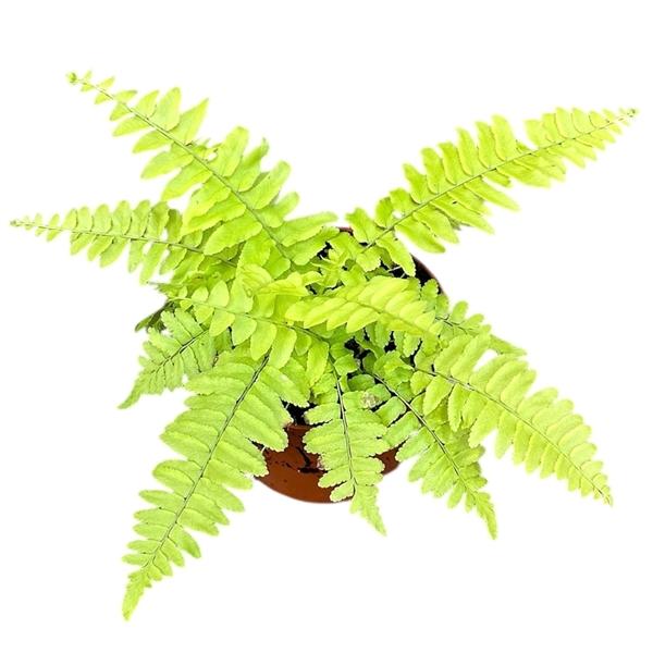 Горшечные цветы и растения оптом Nephrolepis Exaltata Variegated от 1шт из Голландии с доставкой по России