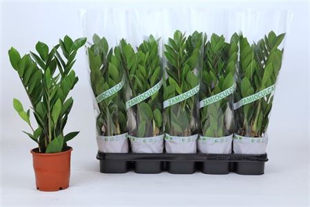 Горшечные цветы и растения оптом Zamioculcas 3+ от 10шт из Голландии с доставкой по России