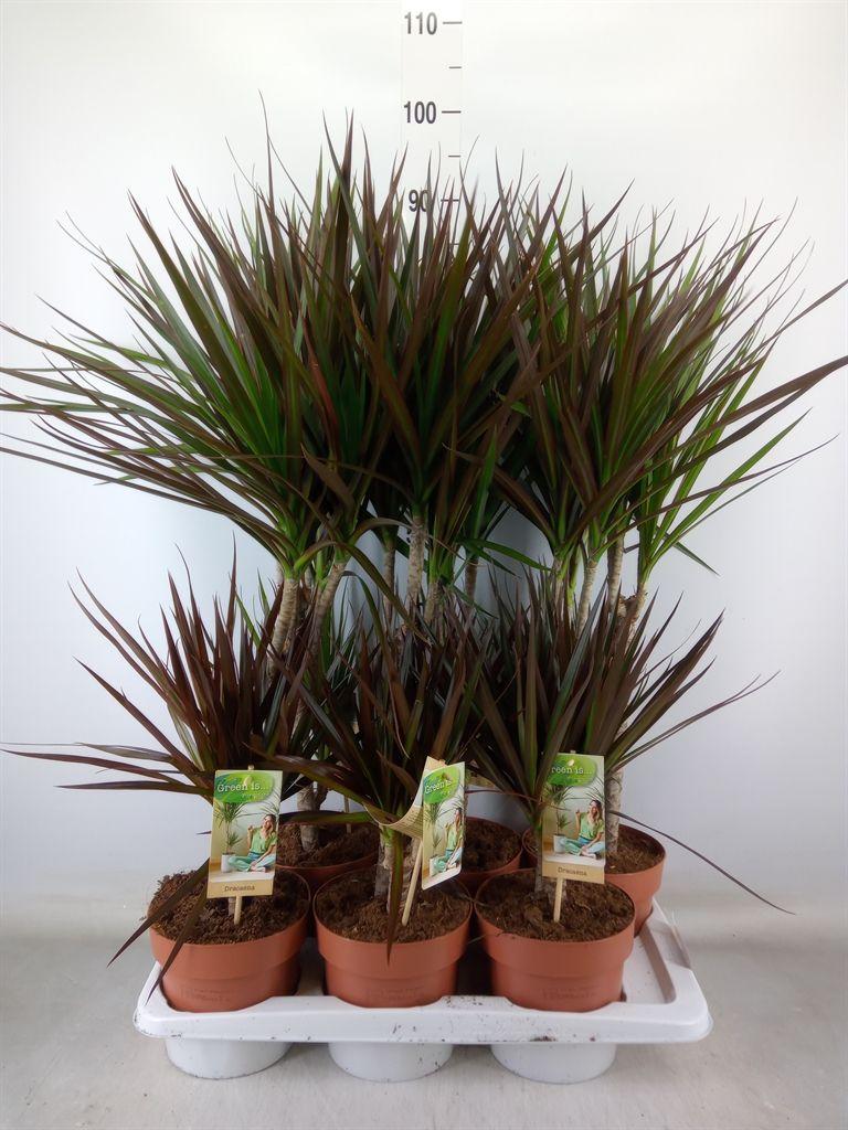 Горшечные цветы и растения оптом Dracaena   ...mix от 6шт из Голландии с доставкой по России