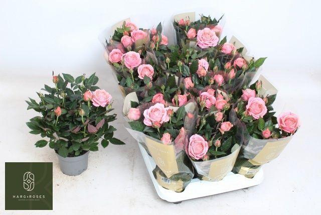 Горшечные цветы и растения оптом Ro Adele Kord Gr от 15шт из Голландии с доставкой по России