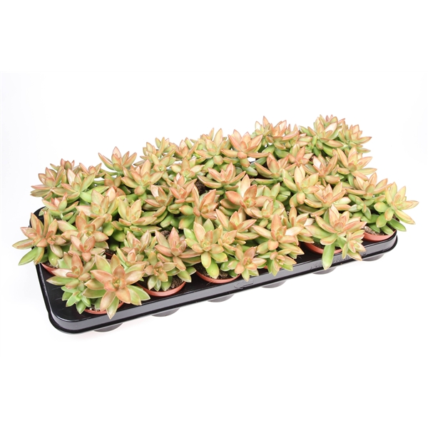 Горшечные цветы и растения оптом Sedum Nussbaumerianum от 18шт (для телеги) из Голландии с доставкой по России