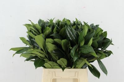 Срезанные цветы оптом Prunus laurierkers от 100шт из Голландии с доставкой по России