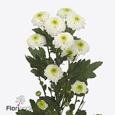 Срезанные цветы оптом Chrys sa maverick white от 25шт из Голландии с доставкой по России