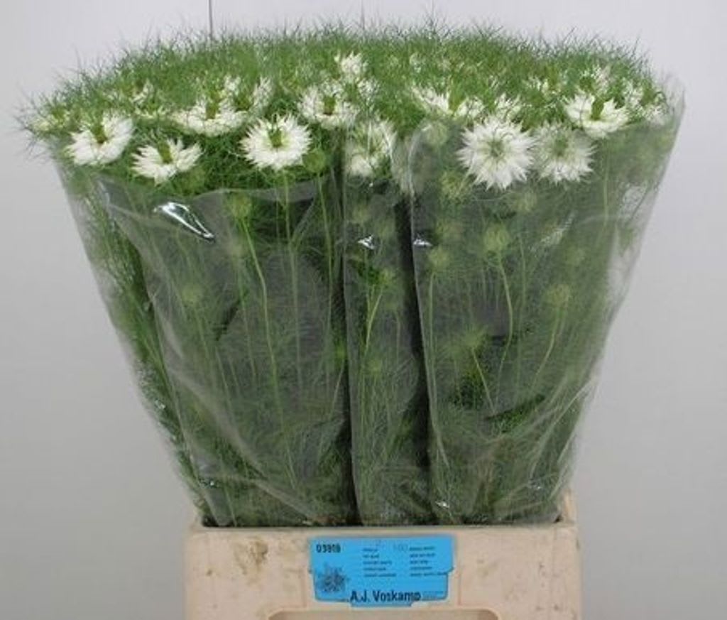 Срезанные цветы оптом Nigella bridal white от 100шт. из Голландии с доставкой по России