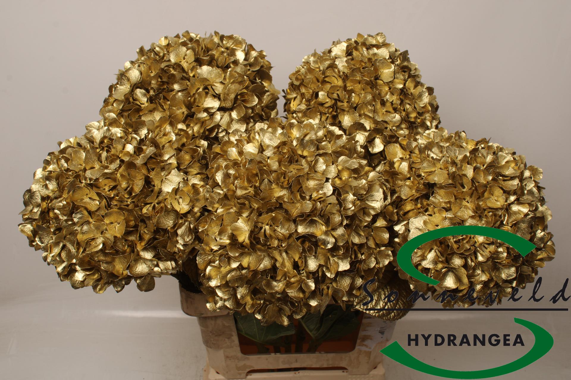 Срезанные цветы оптом Hydrangea paint gold от 5шт из Голландии с доставкой по России