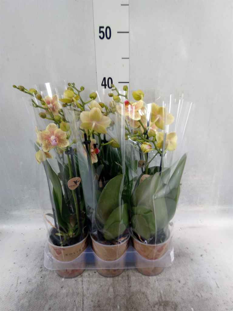 Горшечные цветы и растения оптом Phalaenopsis Multi.   ...orange от 6шт из Голландии с доставкой по России