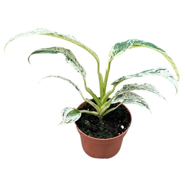 Горшечные цветы и растения оптом Rhaphidophora Puberula Variegata от 1шт из Голландии с доставкой по России