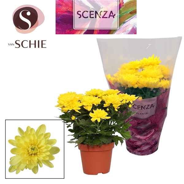 Горшечные цветы и растения оптом Chrys Grandezza Yellow (scenza) от 8шт из Голландии с доставкой по России