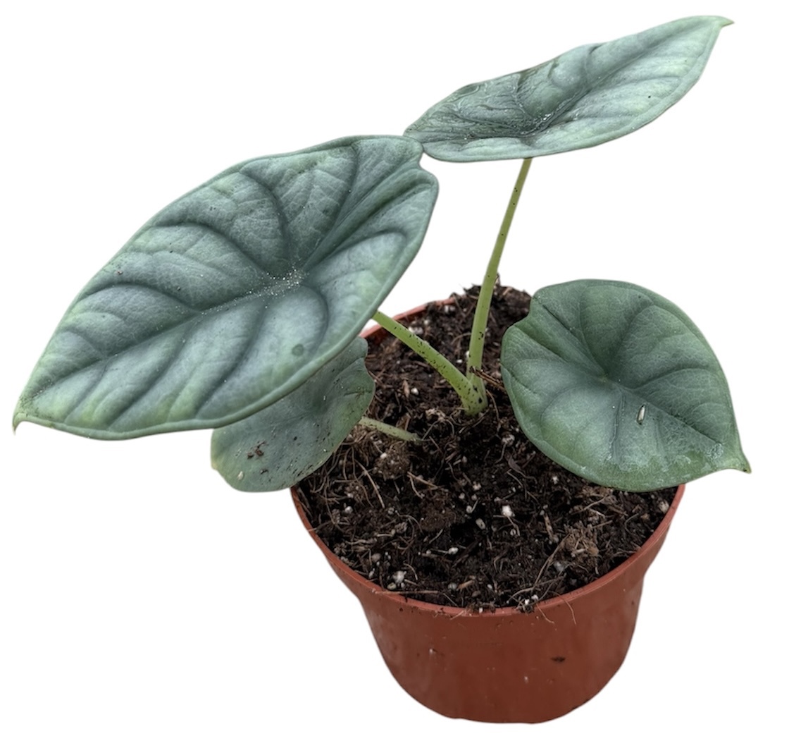 Горшечные цветы и растения оптом Alocasia Nebula от 1шт (для телеги) из Голландии с доставкой по России