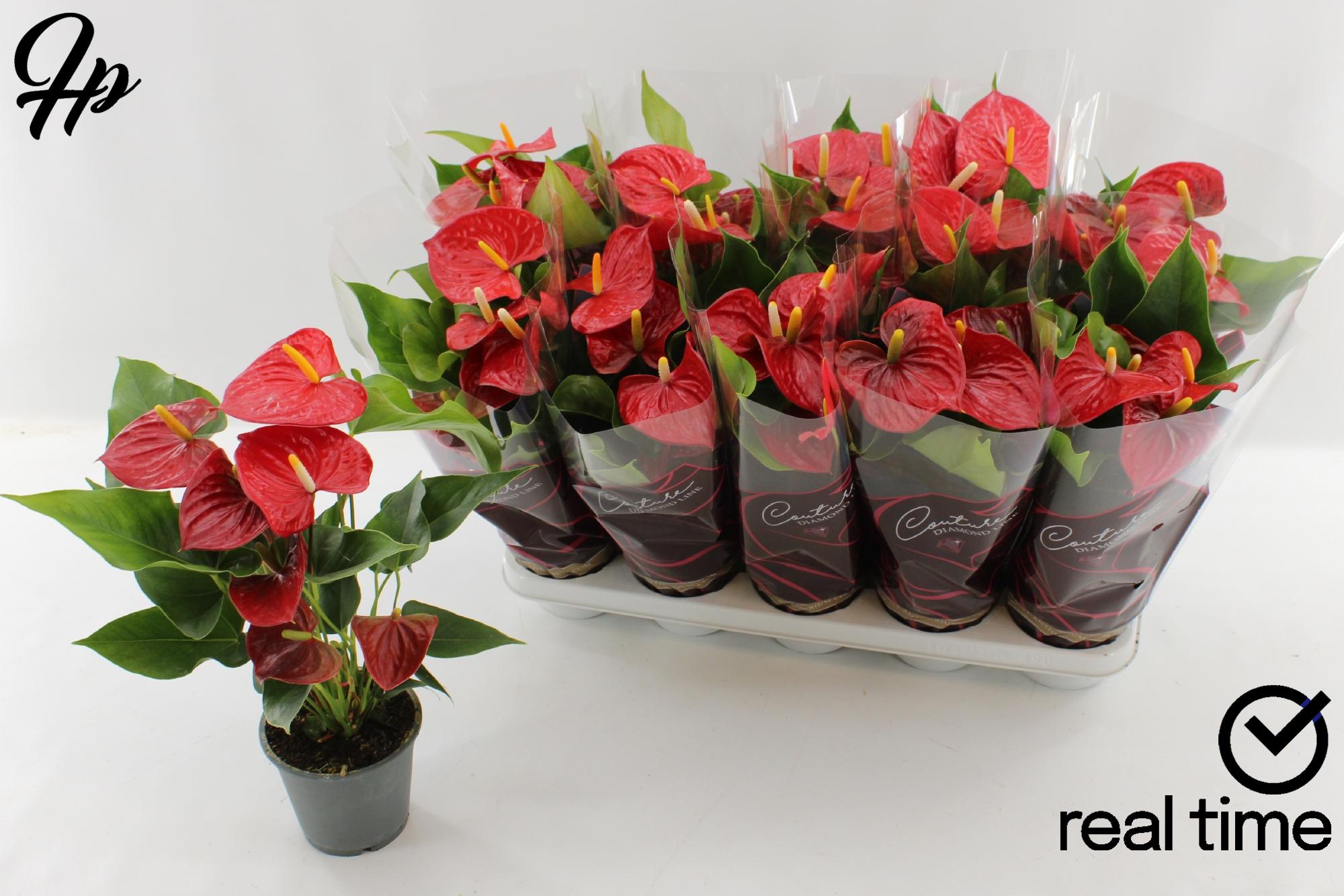 Горшечные цветы и растения оптом Anthu An Everio от 10шт из Голландии с доставкой по России