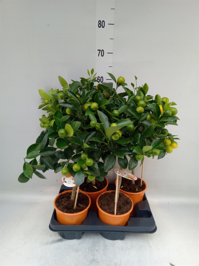 Горшечные цветы и растения оптом Citrofortunella Mic. от 4шт (для телеги) из Голландии с доставкой по России